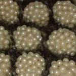 Brigadeiro de Limão com pérolas R$ 2,50